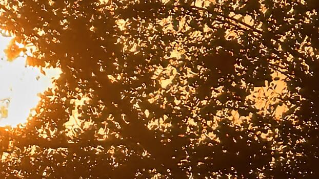 Sunlight streaming through dense tree foliage, creating a warm and textured nature scene with golden light and intricate branch patterns, and bokeh effect photo