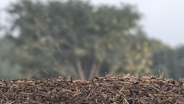 Pile of dry sticks and twigs in a blurry outdoor setting, creating a rustic texture and a natural earthy background with muted colors and soft focus photo