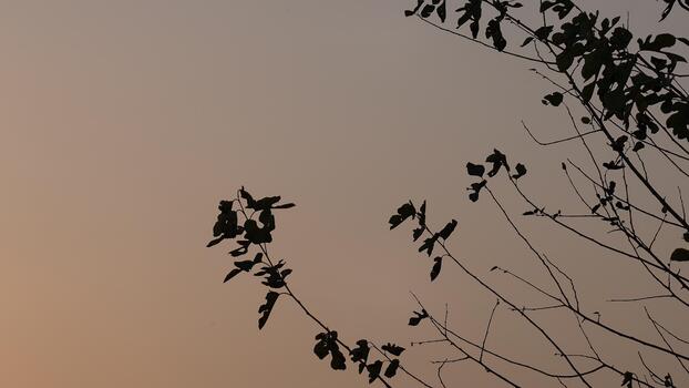 Minimalist serene scene of silhouetted tree branches against a soft, muted sky creating a peaceful and contemplative atmosphere with subtle gradient hues photo