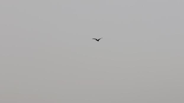 Bird in flight with dramatic sky, wings spread wide, creating a captivating image of wildlife in its natural habitat with minimalist composition photo