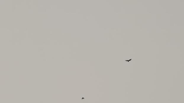Birds Soaring Silhouetted Against a Muted Sky, creating a minimalist composition with diffused lighting and subtle atmospheric perspective for a serene and peaceful mood, no people photo