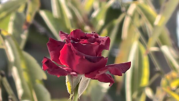 Captivating dark red rose, its velvety petals illuminated against a backdrop of lush greenery, creating a harmonious blend of color and texture in a natural setting photo