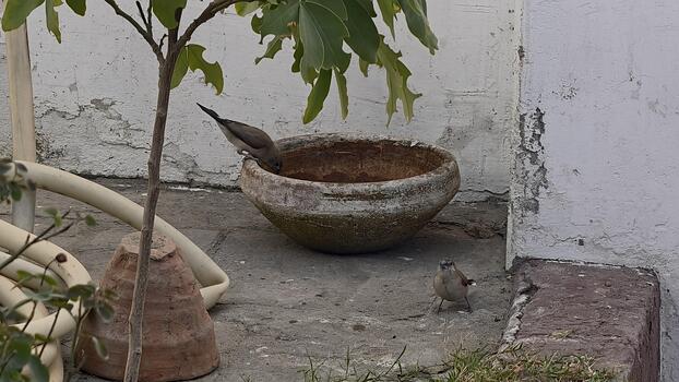 pacífico escena de Java gorriones temple su sed a un rústico pájaro baño, mejorado por natural ligero y un calmante atmósfera en un jardín ajuste foto
