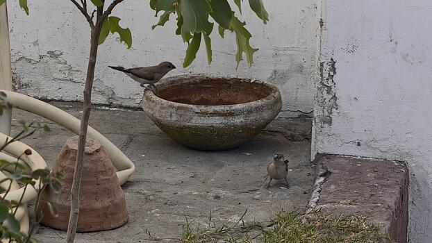 Charming Java Sparrows Perched Near a Weathered Bird Bath, Offering a Glimpse into Their Natural Habitat with Soft Lighting and Subtle Textures, No People photo