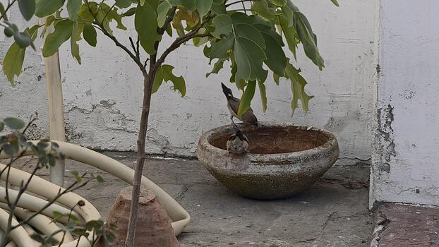 Enchanting Scene of Java Sparrows Interacting at a Weathered Bird Bath, Complemented by Soft Lighting and Natural Textures in a Peaceful Garden Setting photo