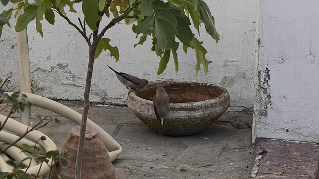 cautivador ver de Java gorriones disfrutando un refrescante bañera en un rústico pájaro baño, bañado en natural ligero con terroso tonos y delicado detalles foto