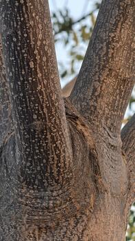 de cerca textura de árbol maletero con único patrones y cálido, natural ligero foto