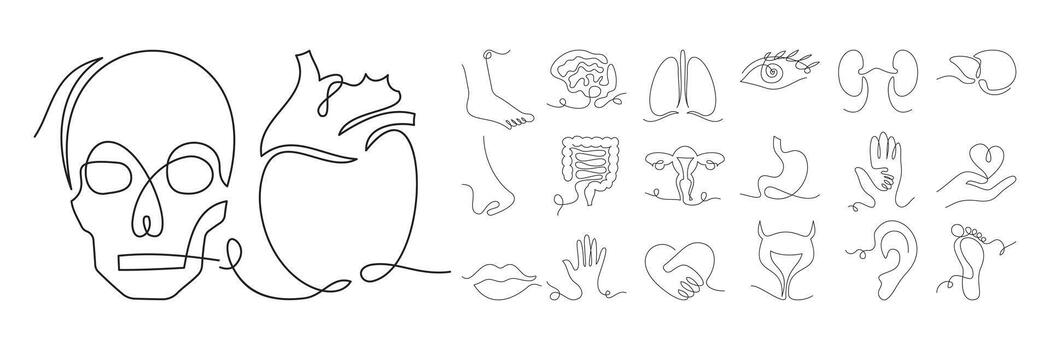 Minimalist continuous line drawings of diverse human body parts. Elegant single-line icons capturing form and movement with simplicity. vector