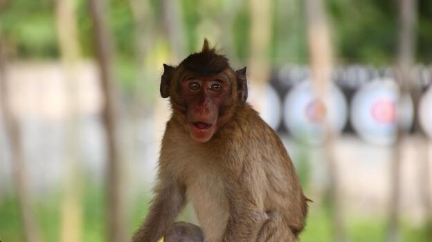 Young monkey stares intently at the camera in a lush jungle setting, its curious expression capturing a moment of wild connection and playful curiosity. photo