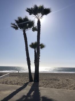 Sunlight Glimmers Through Palm Trees by the Ocean on a Clear Day at the Beach, Creating a Serene and Peaceful Atmosphere photo