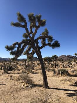 Unique Joshua Tree Stands Tall Against a Clear Blue Sky in the Desert Landscape During Midday Under Bright Sunlight photo