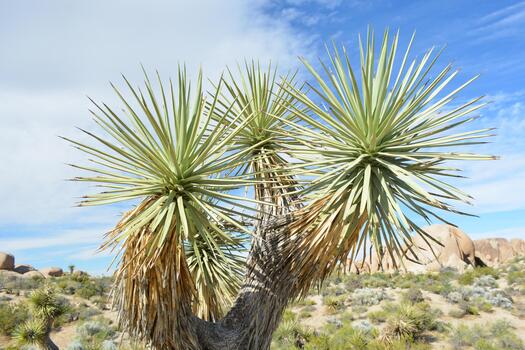 Desert Landscape Showcases a Vibrant Yucca Tree Under a Bright Sky in Joshua Tree National Park During the Calm Afternoon photo