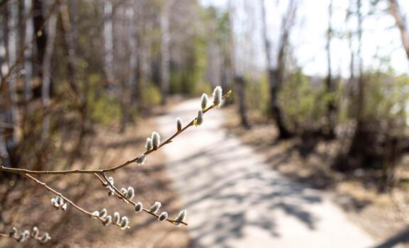 Spring buds on branch with blurred pathway in forest background photo