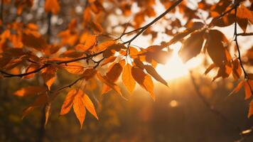 calentar otoño luz de sol brilla mediante vibrante naranja hojas en un árbol rama creando un hermosa bokeh efecto en un pacífico bosque ajuste video