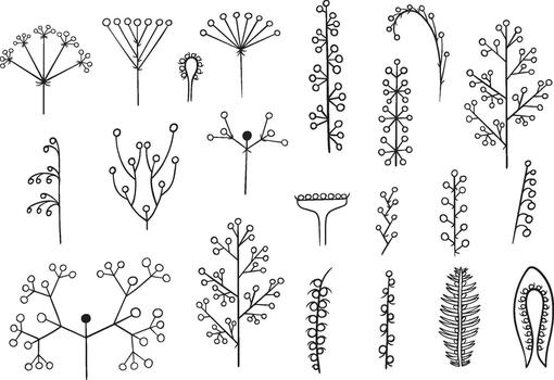 Botanical set of inflorescences. Types of inflorescences for learning botany. vector