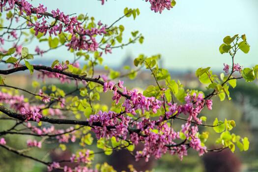 Delicate pink-purple flowers on branches in bright spring light. Fresh greenery and soft bokeh create an atmosphere of tranquility and natural awakening. photo
