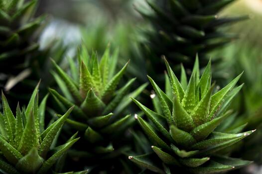 Closeup view of vibrant green succulent plants with pointed leaves, showcasing intricate textures and patterns in a lush, natural setting with soft focus background photo