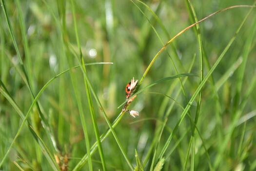 Ladybug resting on green grass in natural setting perfect for nature insect and macro photography visuals photo