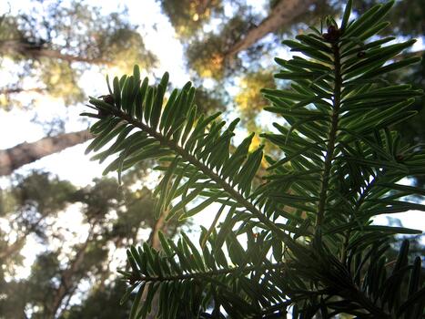A picturesque view of a mountain pine branch illuminated by the sun on a summer day against a background of tall trees and blue sky. Macro. Unfocused. photo