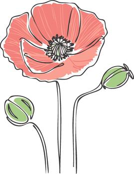 Simple poppy flower line art with unopened buds isolated on white background for botanical sketch vector