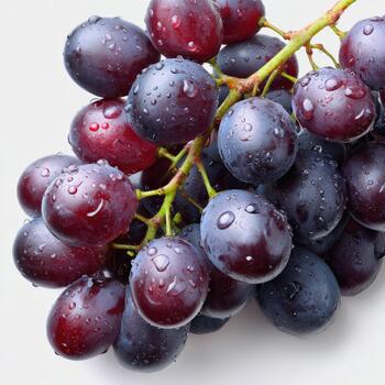 Fresh dark grapes with dewdrops isolated on white background, perfect for healthy eating and wine concept design photo