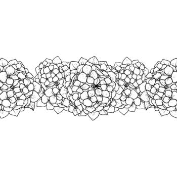 Intricate line art illustration of a seamless horizontal border composed of delicate hydrangea flower clusters with detailed petals and a clean background vector
