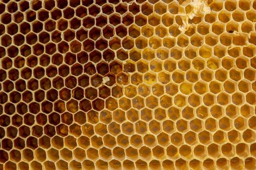 Background texture and pattern of a section of wax honeycomb from a bee hive filled with golden honey in a full frame view photo