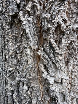 Old Tree Bark Texture in Gray and Brown Rough Natural Wood Surface Pattern photo