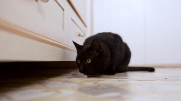 en svart katt sitter alert på de golv, dess kropp spänd och redo. skarp ögon fokus spänt på osynlig byte, öron ryckningar på de minsta ljud, medan dess elegant form resterna perfekt fortfarande, video