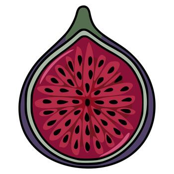 Vibrant illustration of a sliced fig with detailed internal structure and distinct outer layers. vector