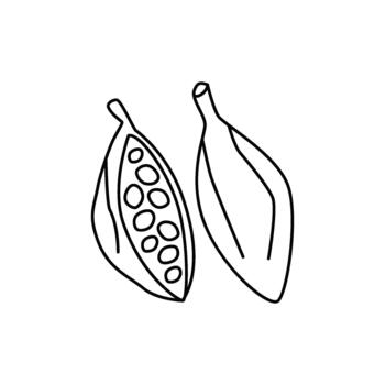 sencillo línea dibujo de dos cacao vainas, uno todo y uno división a revelar el frijoles adentro, aislado en un blanco antecedentes vector