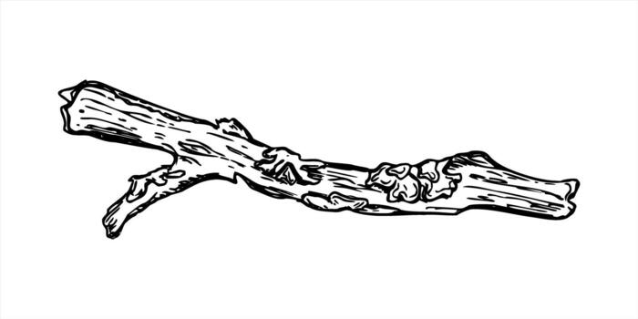 dried broken tree branch covered with textured lichen illustration painted by black inks. One old twig with moss realistic graphic sketch. Winter element for nature blog article, print design vector