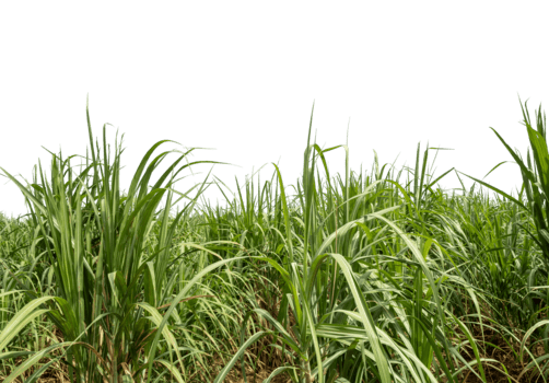 sockerrör på transparent bakgrund , lämplig för skriva ut och webb sidor, hög upplösning png