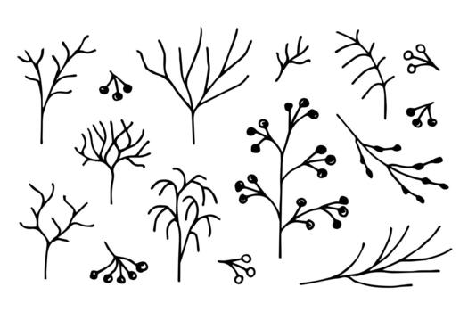Hand-drawn floral drawing in black outline. A set of natural elements for decoration, creating patterns. Winter twigs, trees without foliage, branch, berries. vector