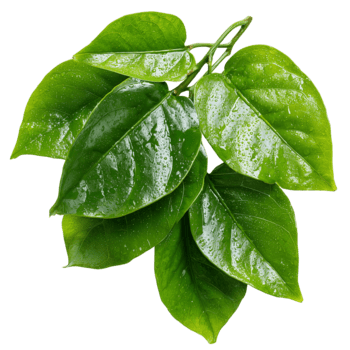 Glossy green leaves with a heart-shaped, pointed tip, and smooth texture on transparent background png