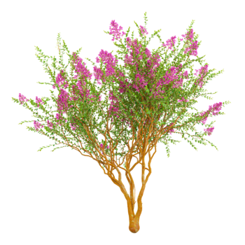 3d representación de crespón mirto árbol en transparente antecedentes png