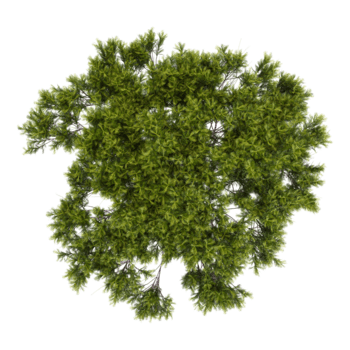 3D rendering of Stone pine tree on transparent background from top view png