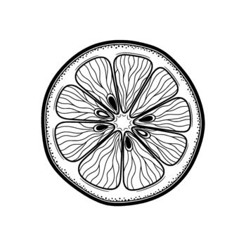 un detallado línea Arte ilustración de un soltero agrios Fruta rebanada con visible segmentos y semillas en un estilo vector