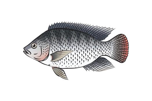 Tilapia. illustration with refined details and optimized stroke that allows the image to be used in small sizes in packaging design, decoration, educational graphics, etc vector