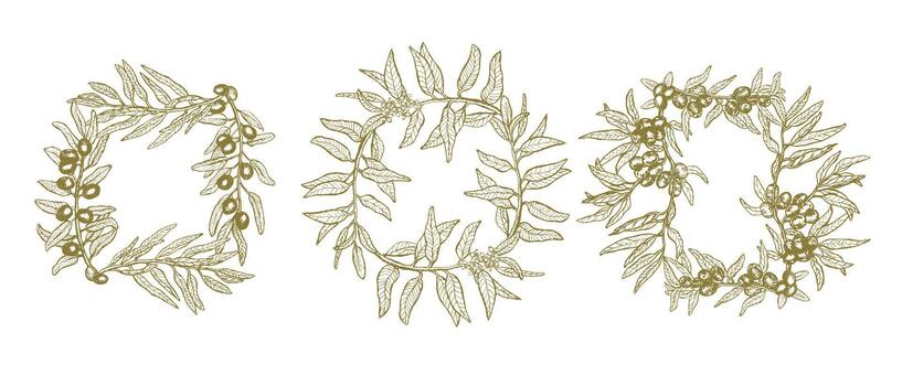 Set of frames with green olive branches, hand drawn rectangular borders in sketch style vector