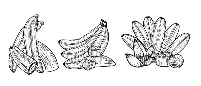 conjunto de plátano rama. conjunto de composiciones de tropical frutas vector