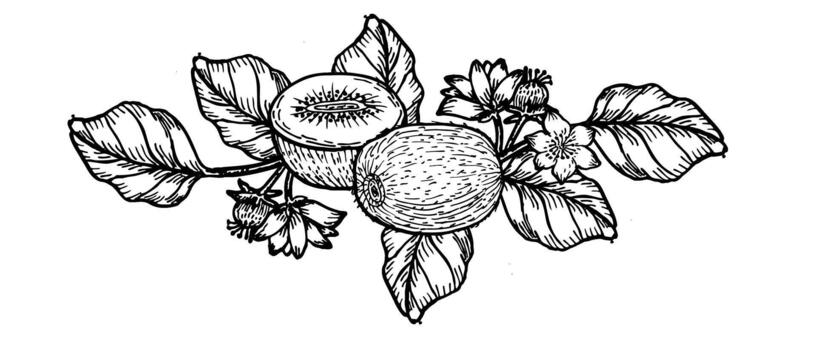 Kiwi fruit branch border in linear sketch style. vector