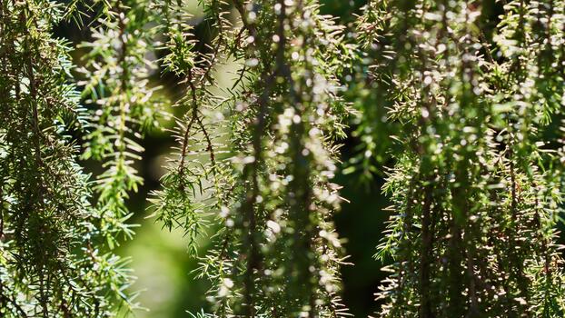 A close up view of the fine, needle like foliage of a juniper, with bright sunlight filtering and creating a sparkling, dappled effect. photo