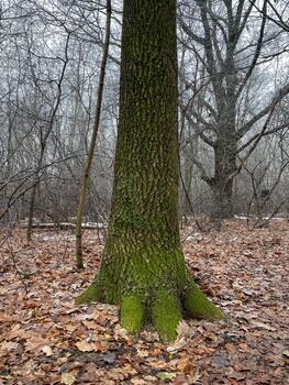 Tree trunk covered with green moss in a quiet winter forest with dry fallen leaves and bare branches creating a natural seasonal scene photo