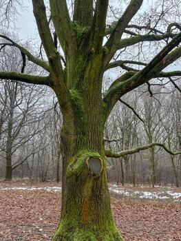 A large tree with thick moss-covered roots and wide branches stands in a quiet winter forest. Bare trees, scattered snow patches and fallen leaves create a calm, muted atmosphere of a peaceful natural photo