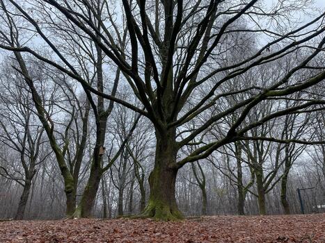 Large tree with wide branching limbs in a quiet winter forest surrounded by bare trees and fallen leaves creating a calm natural outdoor landscape. photo