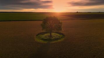 en enda träd i en fält med en cirkel av gräs runt om den på gyllene timme solnedgång video