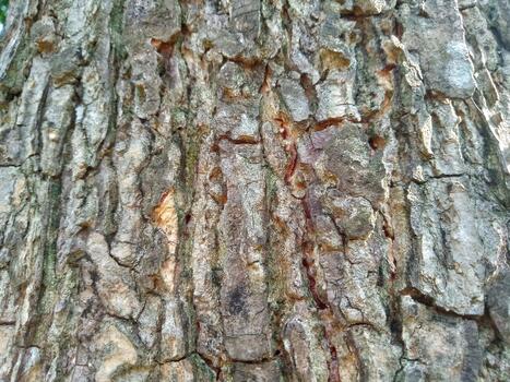 Detailed Tree Bark Texture Background Closeup of Rough Weathered Wood Surface photo