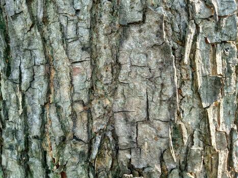 Abstract Natural Wood Texture with Deep Vertical Cracks and Rustic Pattern photo