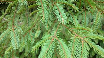 tät vintergröna grenar fyllning de ram, skapande en texturerad naturlig bakgrund idealisk för natur teman, säsong- projekt och botanisk visuell design video